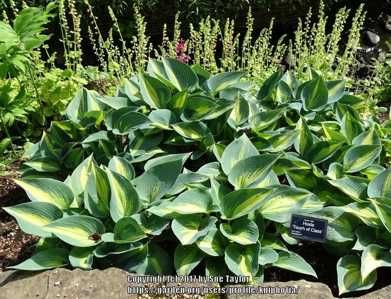 Photo of Hosta 'Touch of Class' uploaded by kniphofia