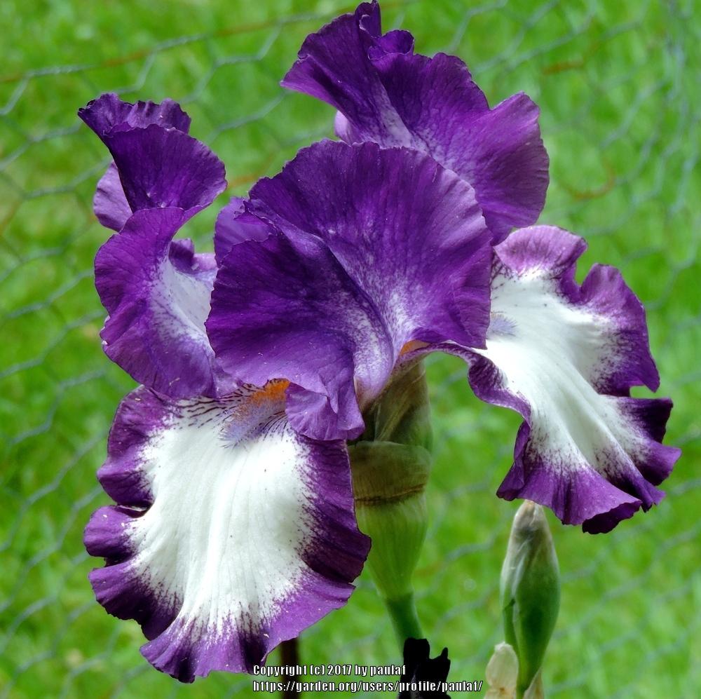 Photo of Irises (Iris) uploaded by paulaf