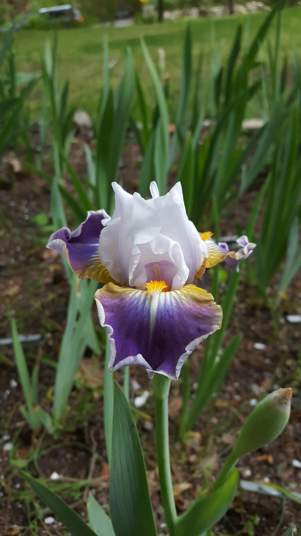 Photo of Intermediate Bearded Iris (Iris 'Dazzling') uploaded by Dachsylady86