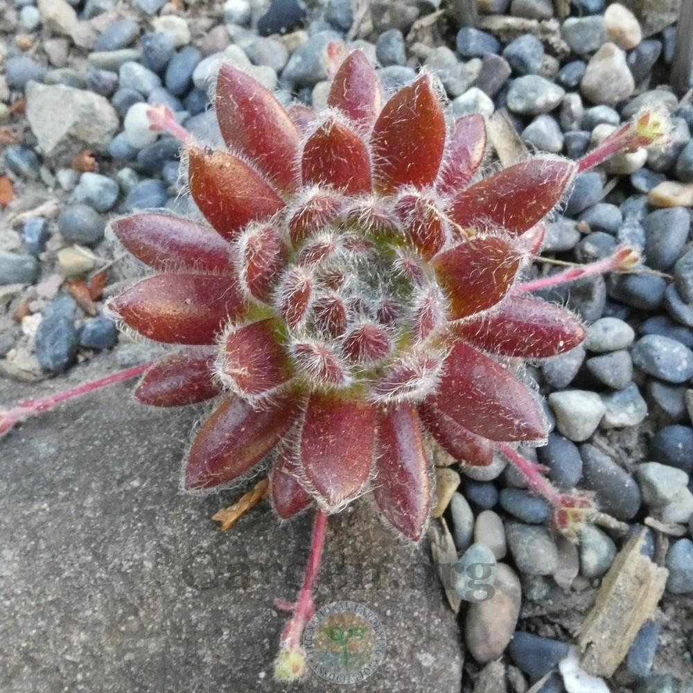 Photo of Hen and Chicks (Sempervivum 'Pacific Grace') uploaded by Patty