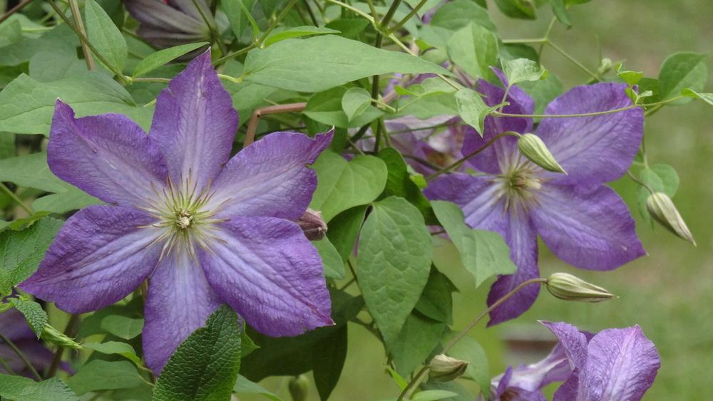 Photo of Clematis 'Marcelina' uploaded by Sheridragonfly