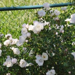 Location: Prescott, AZ
Date: 2017-05-21
Prosperity Blooms Against a Fence