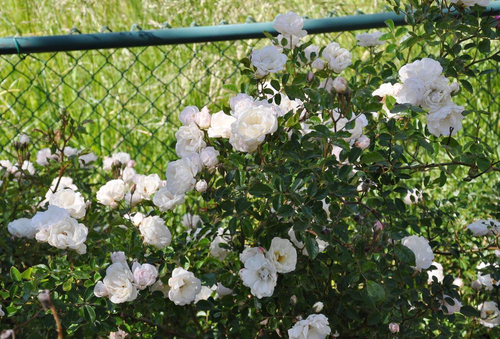 Photo of Hybrid Musk Rose (Rosa 'Prosperity') uploaded by Steve812