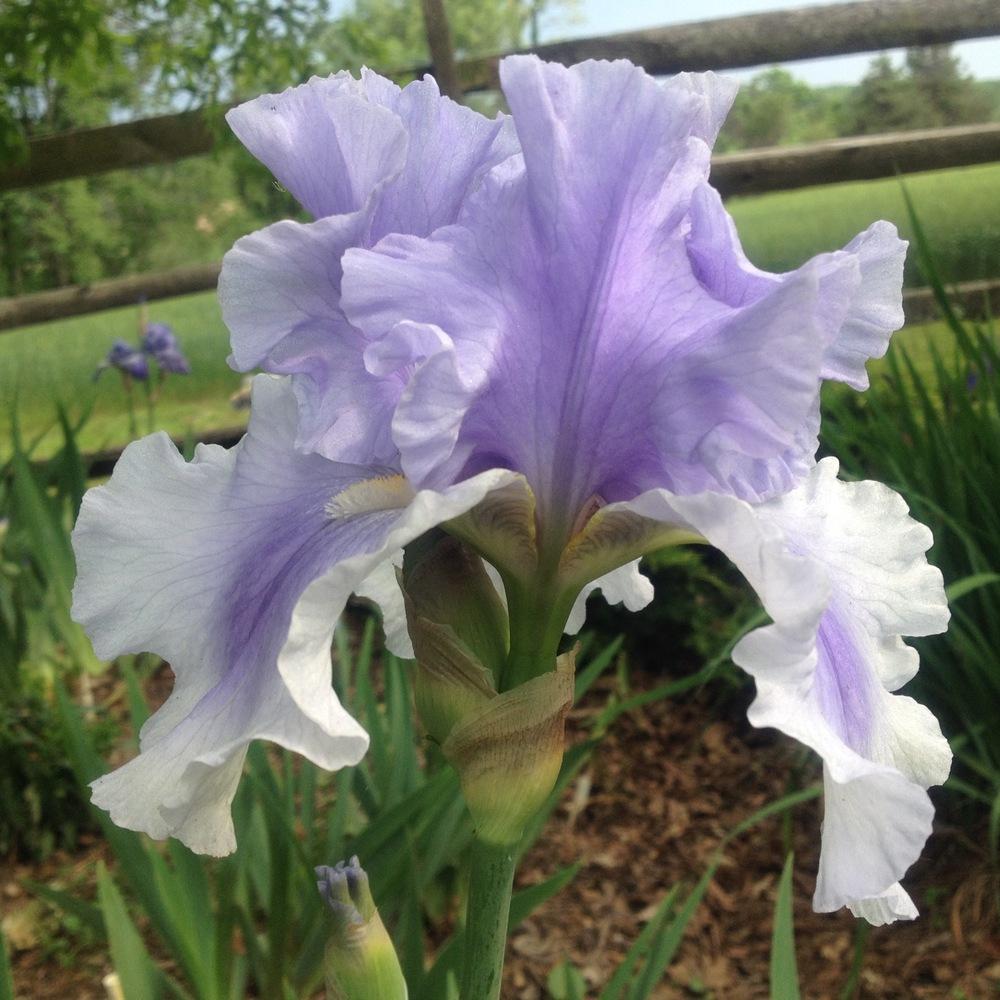 Photo of Tall Bearded Iris (Iris 'Olympiad') uploaded by csandt