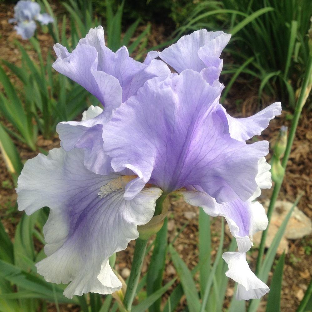 Photo of Tall Bearded Iris (Iris 'Olympiad') uploaded by csandt