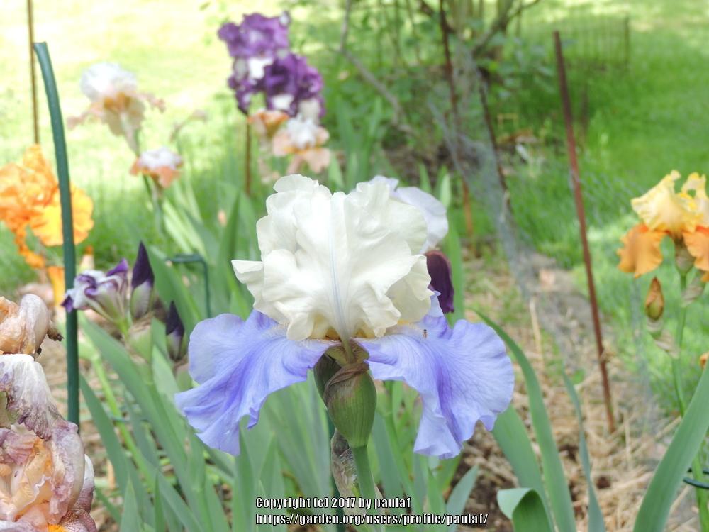Photo of Tall Bearded Iris (Iris 'Stairway to Heaven') uploaded by paulaf