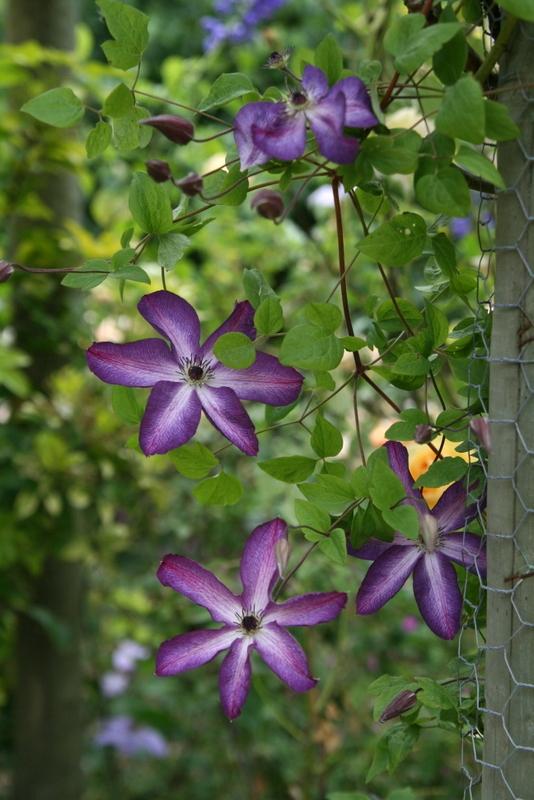 Photo of Clematis (Clematis viticella 'Venosa Violacea') uploaded by Calif_Sue