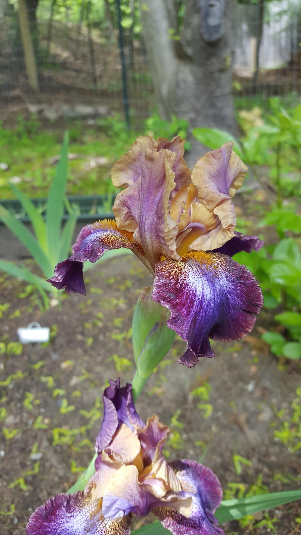 Photo of Intermediate Bearded Iris (Iris 'Parting Glances') uploaded by Dachsylady86