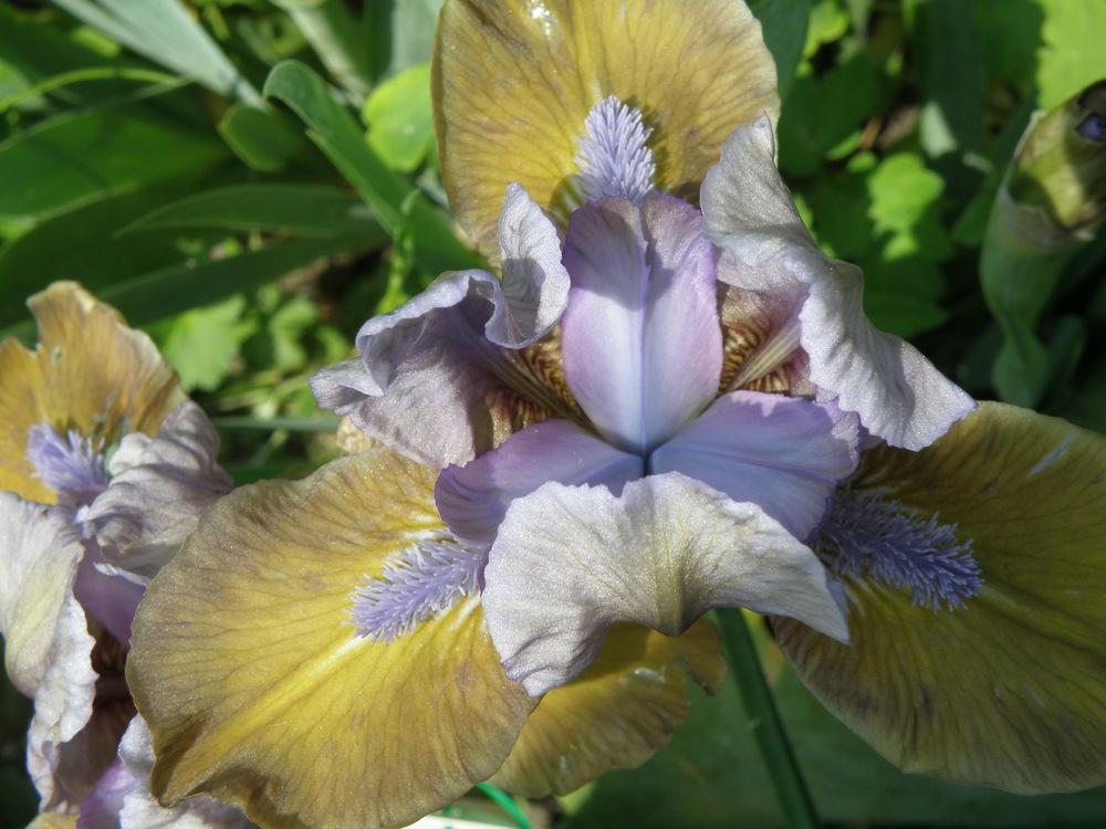 Photo of Standard Dwarf Bearded Iris (Iris 'Hocus Pocus') uploaded by IrisLilli