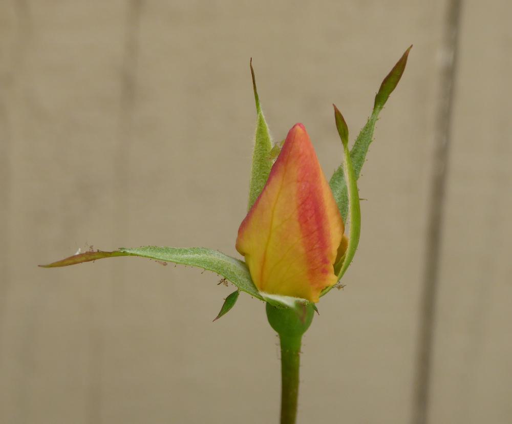 Photo of Rose (Rosa 'Mutabilis') uploaded by JulieB