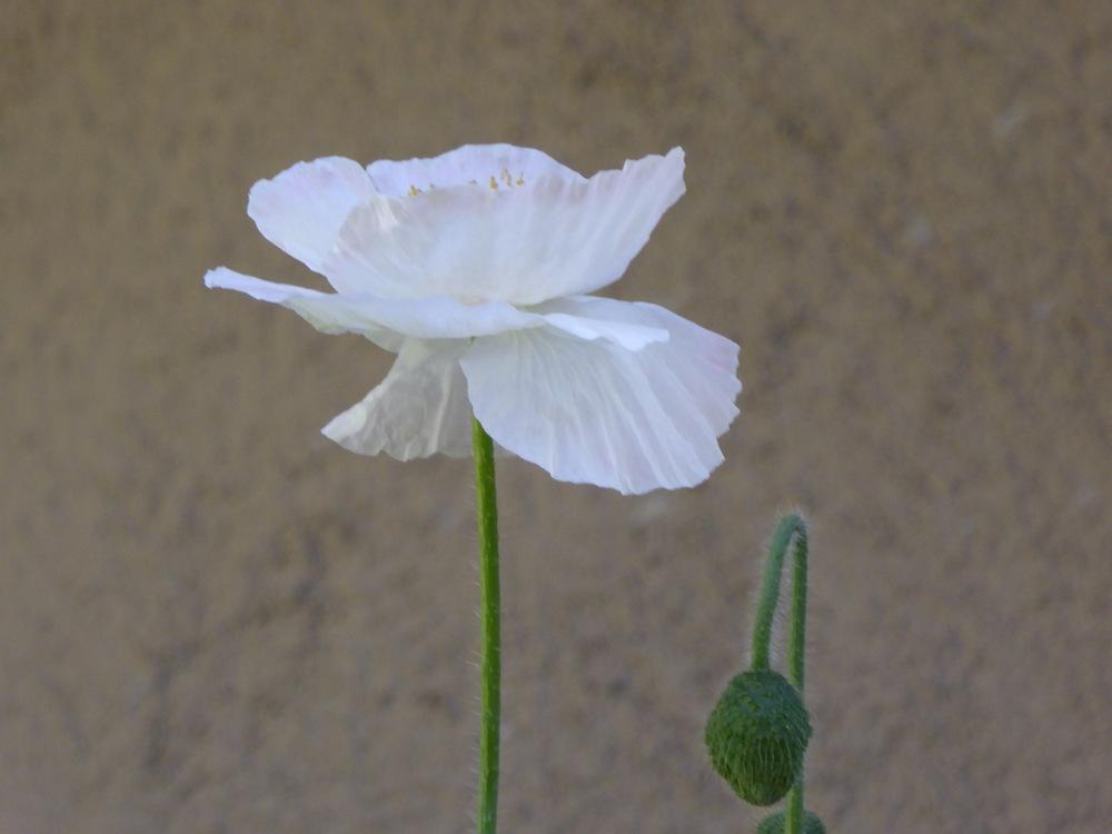 Photo of Iceland Poppy (Papaver nudicaule 'Champagne Bubbles') uploaded by JulieB