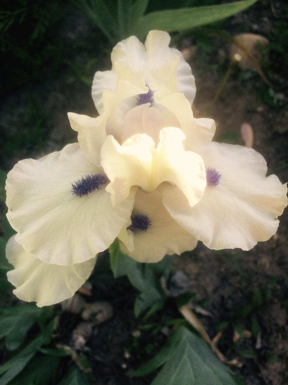Photo of Standard Dwarf Bearded Iris (Iris 'Bluebeard's Ghost') uploaded by Lbsmitty