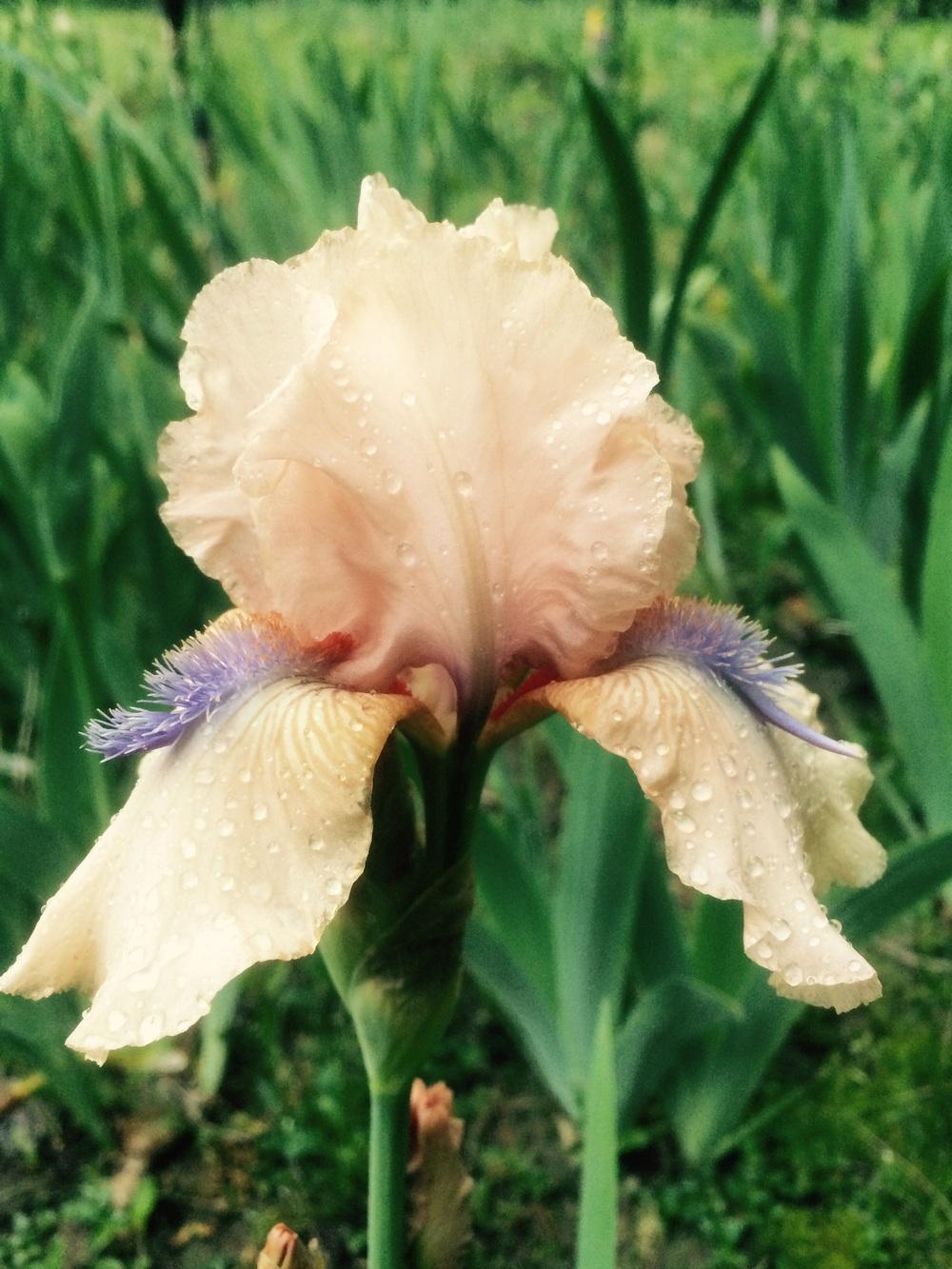Photo of Intermediate Bearded Iris (Iris 'Concertina') uploaded by Lbsmitty