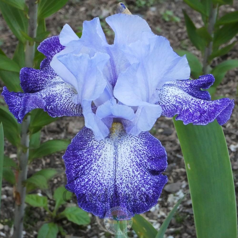 Photo of Tall Bearded Iris (Iris 'Splashacata') uploaded by Patty