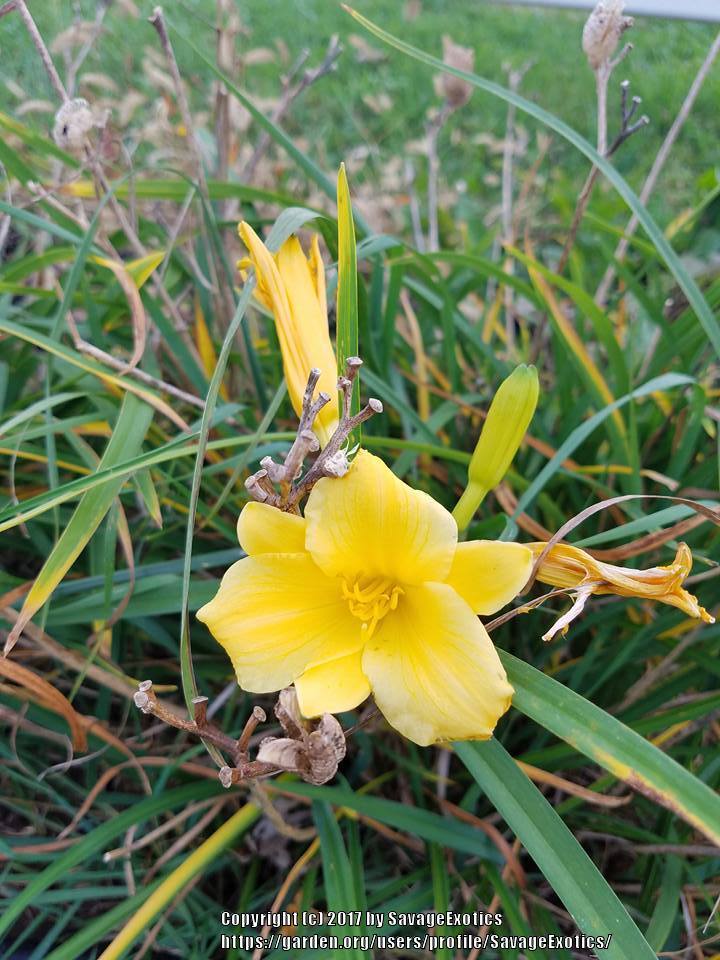 Photo of Daylily (Hemerocallis 'Stella de Oro') uploaded by SavageExotics
