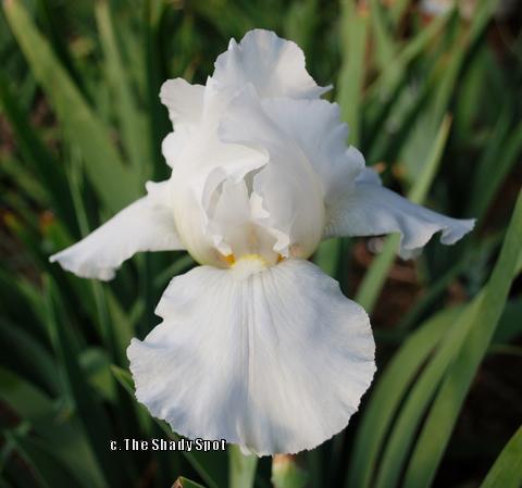 Photo of Tall Bearded Iris (Iris 'Immortality') uploaded by lovemyhouse