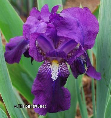 Photo of Intermediate Bearded Iris (Iris 'Crimson King') uploaded by lovemyhouse