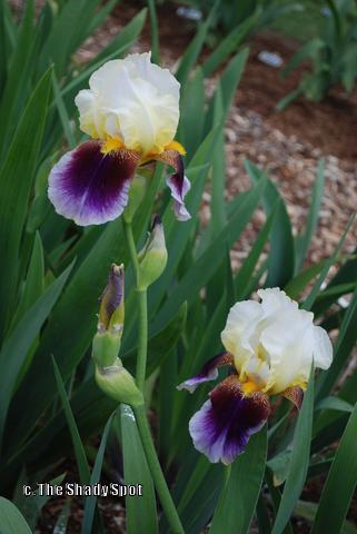 Photo of Tall Bearded Iris (Iris 'Double Rose Amo') uploaded by lovemyhouse