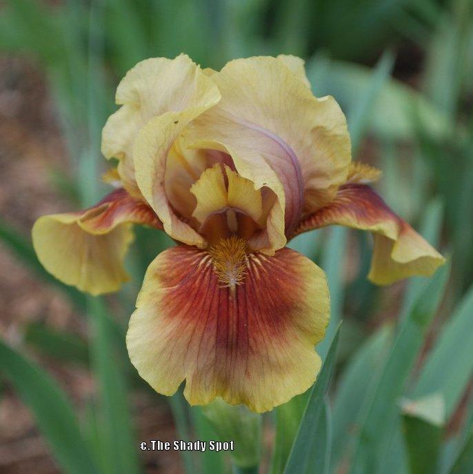 Photo of Intermediate Bearded Iris (Iris 'Oklahoma Bandit') uploaded by lovemyhouse