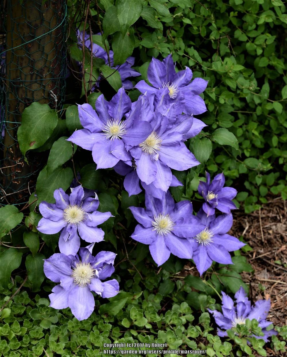 Photo of Clematis 'H.F. Young' uploaded by marsrover