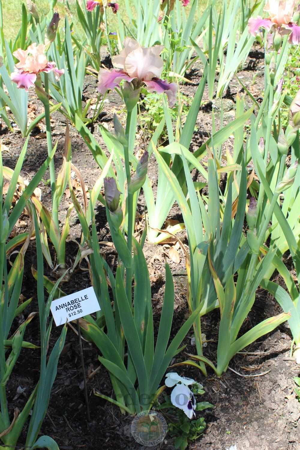 Photo of Tall Bearded Iris (Iris 'Annabelle Rose') uploaded by HighdesertNiki