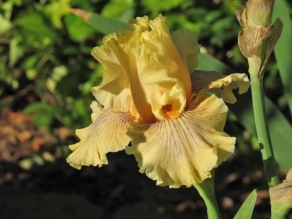 Photo of Tall Bearded Iris (Iris 'Cotillion Gown') uploaded by Lestv