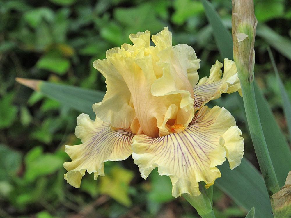Photo of Tall Bearded Iris (Iris 'Cotillion Gown') uploaded by Lestv