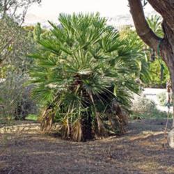 Location: Botanical Garden Barcelona (Spain)
Date: 2017-05-24