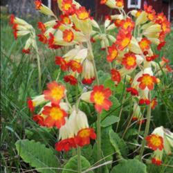 Location: Stockholm County, Sweden
Date: 2016-05-21
Red cowslip growing wild in my home garden