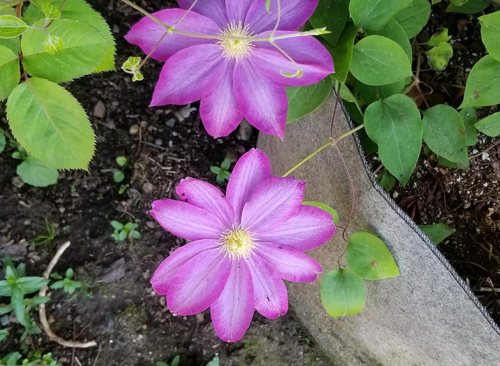 Photo of Clematis 'Pink Champagne' uploaded by TomThumb