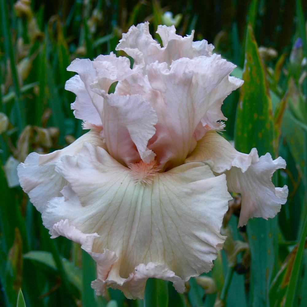 Photo of Tall Bearded Iris (Iris 'Strawberry Shake') uploaded by janwax