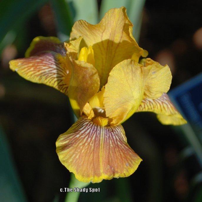 Photo of Miniature Tall Bearded Iris (Iris 'Breakfast in Bed') uploaded by lovemyhouse