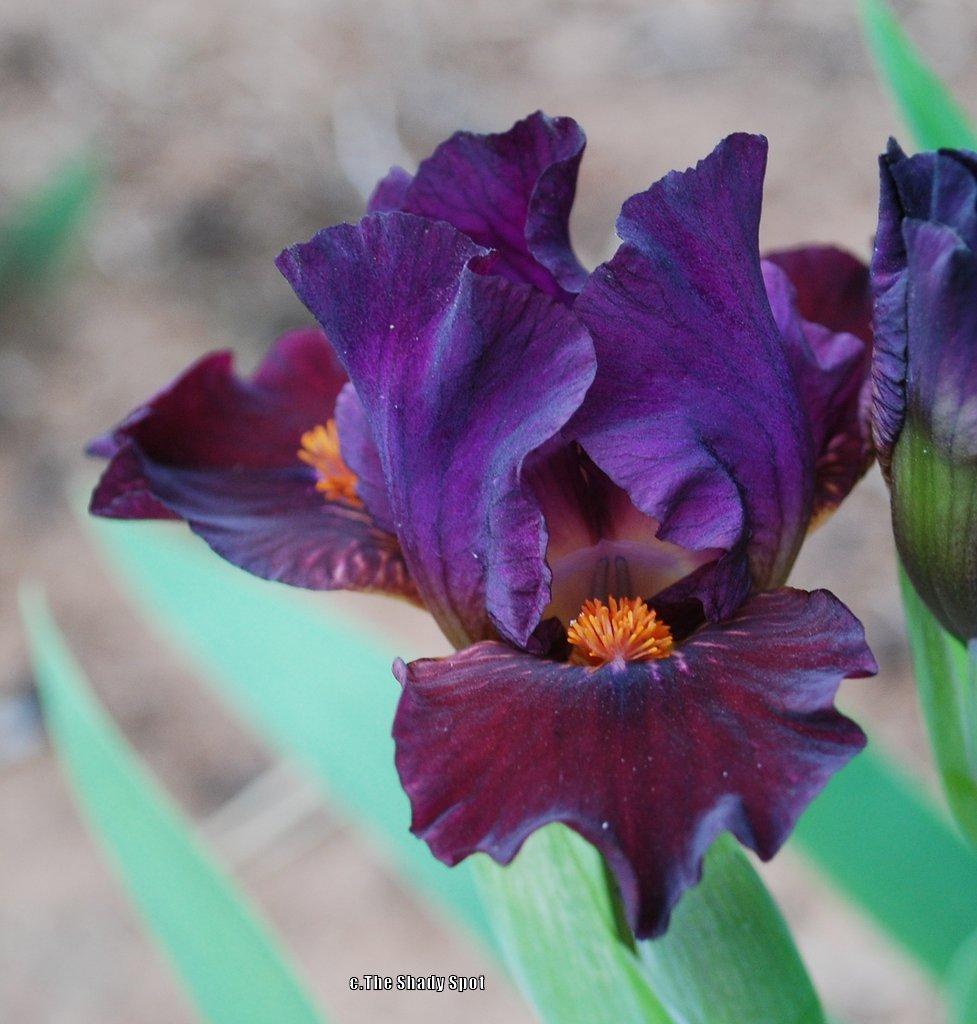 Photo of Standard Dwarf Bearded Iris (Iris 'Matador's Cape') uploaded by lovemyhouse