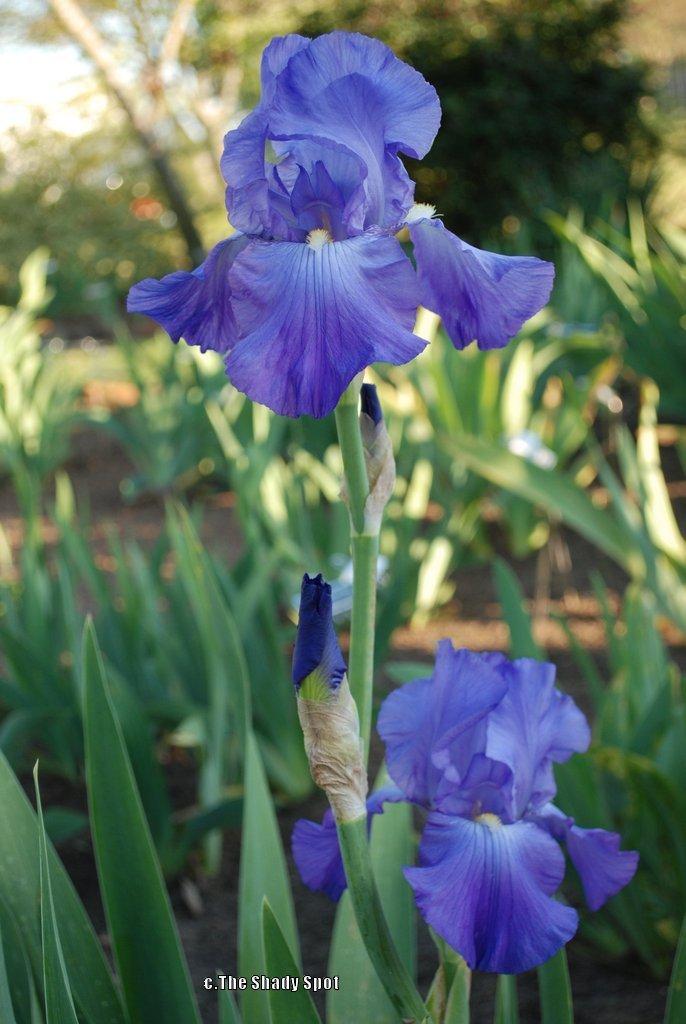 Photo of Tall Bearded Iris (Iris 'Shipshape') uploaded by lovemyhouse