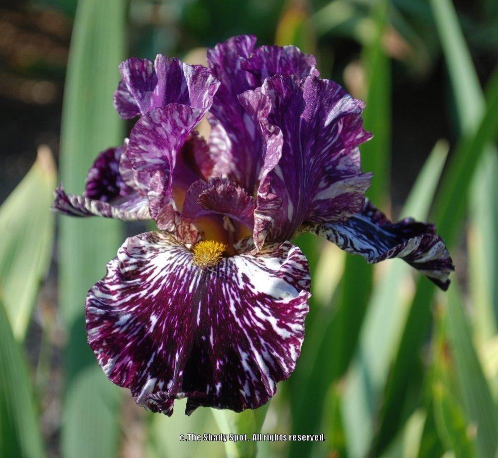Photo of Tall Bearded Iris (Iris 'Peggy Anne') uploaded by lovemyhouse