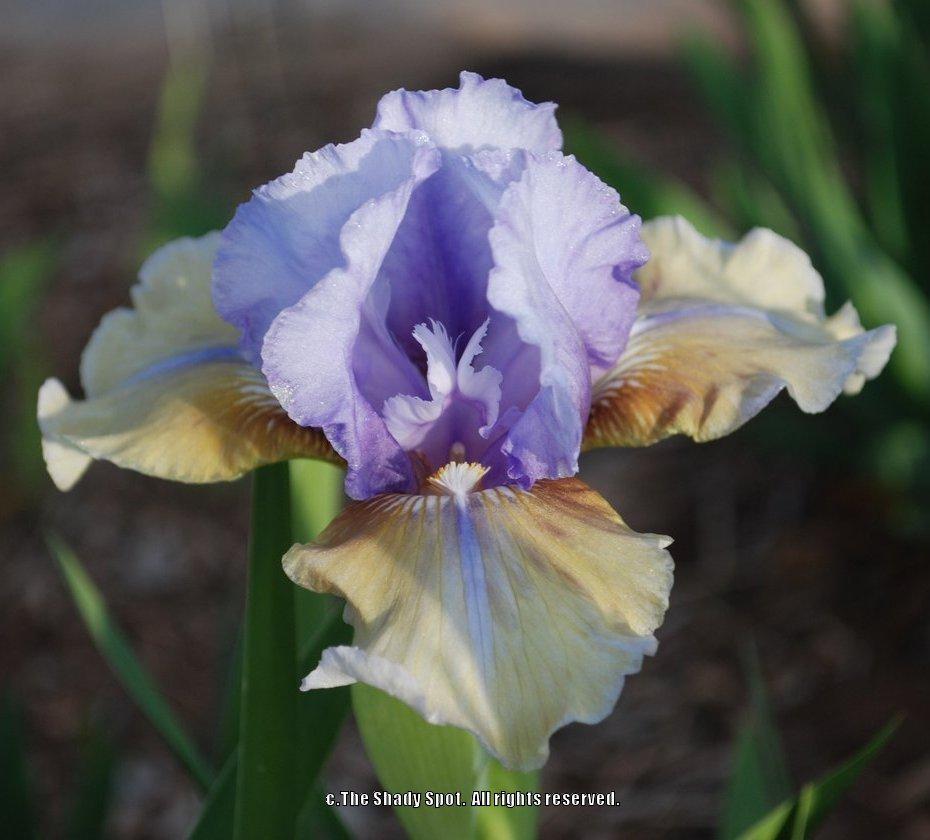 Photo of Intermediate Bearded Iris (Iris 'Fast Forward') uploaded by lovemyhouse