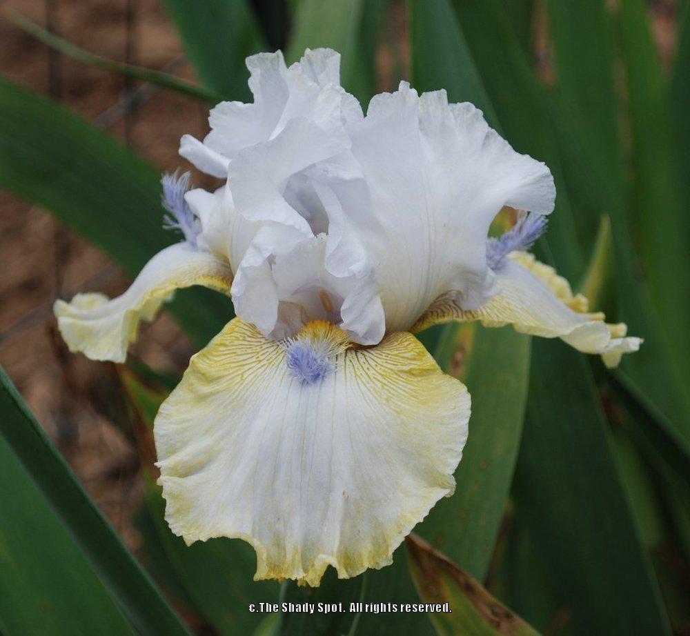 Photo of Tall Bearded Iris (Iris 'Crystal Fountain') uploaded by lovemyhouse