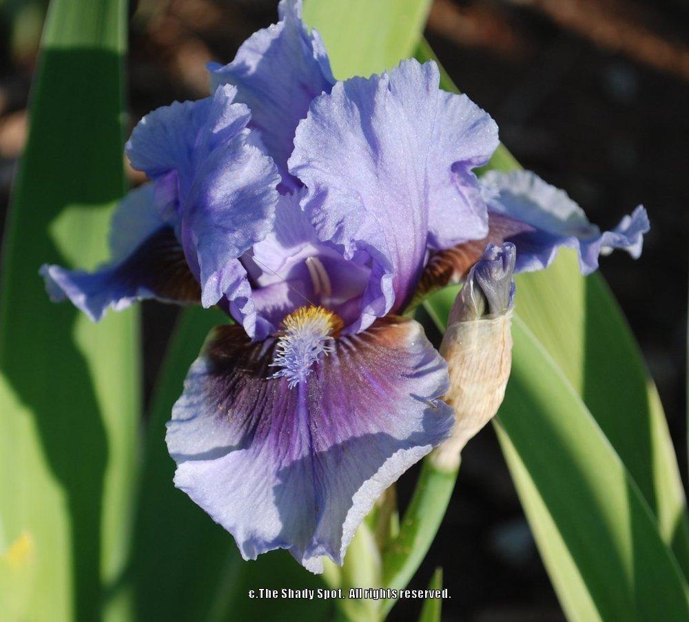 Photo of Intermediate Bearded Iris (Iris 'Megglethorp') uploaded by lovemyhouse