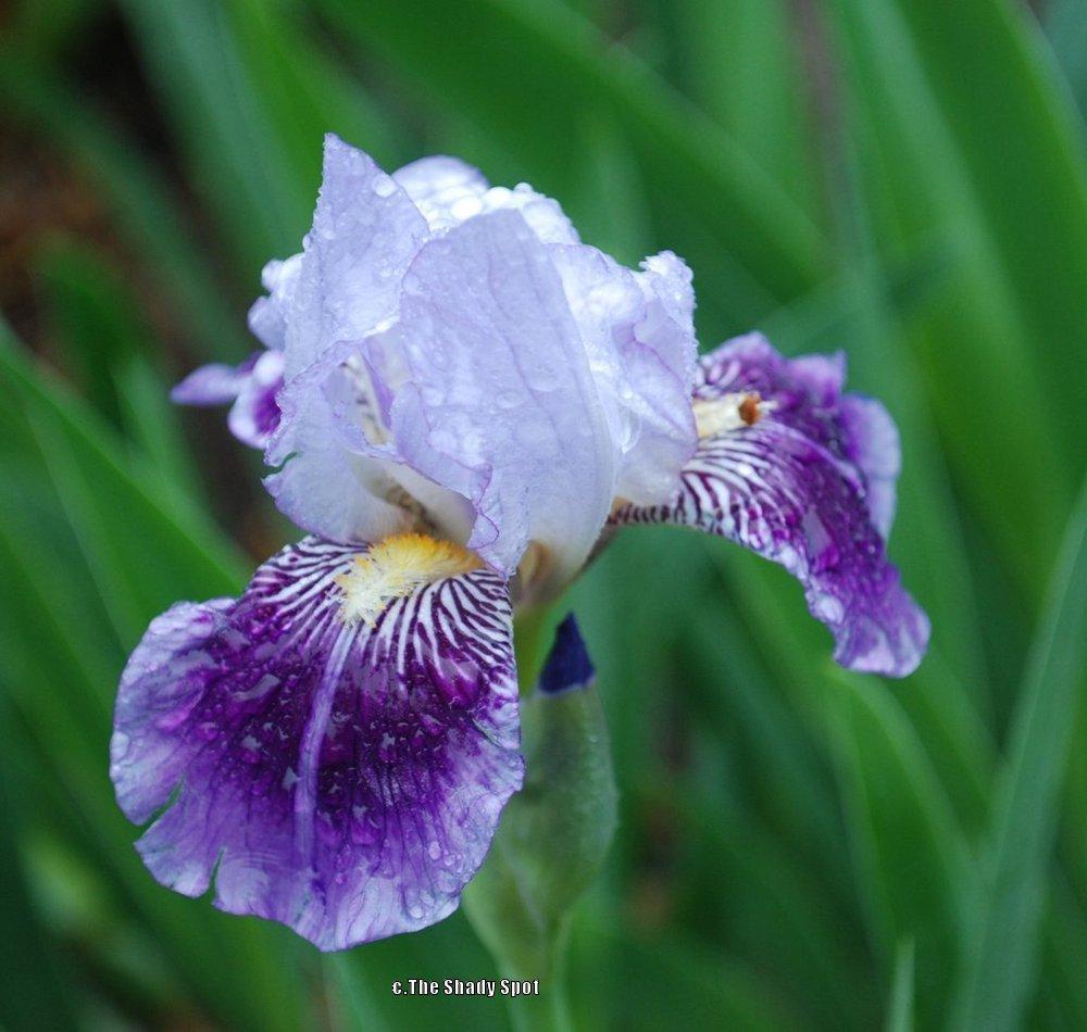 Photo of Miniature Tall Bearded Iris (Iris 'Dividing Line') uploaded by lovemyhouse