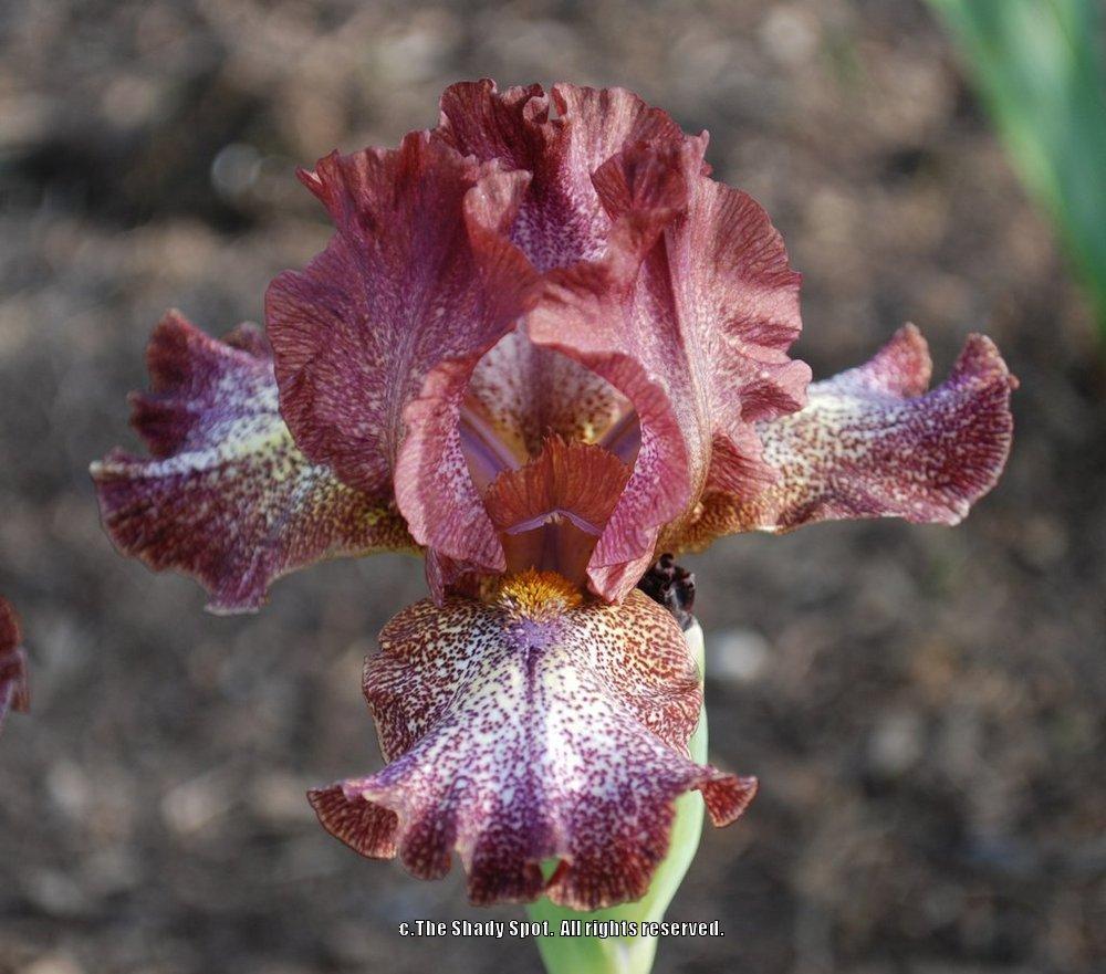 Photo of Intermediate Bearded Iris (Iris 'Starfield') uploaded by lovemyhouse