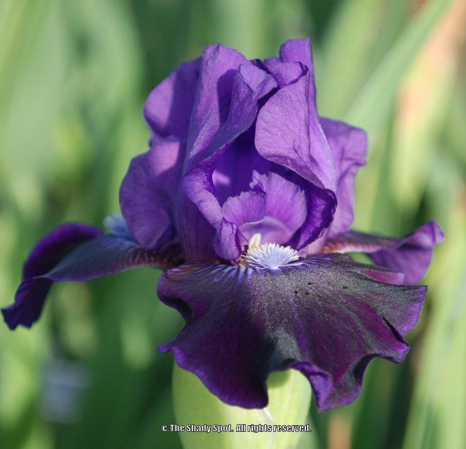 Photo of Intermediate Bearded Iris (Iris 'Star in the Night') uploaded by lovemyhouse