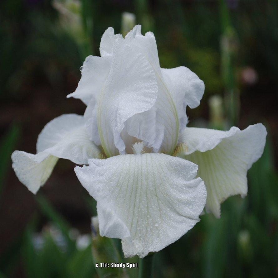 Photo of Tall Bearded Iris (Iris 'Winter Olympics') uploaded by lovemyhouse