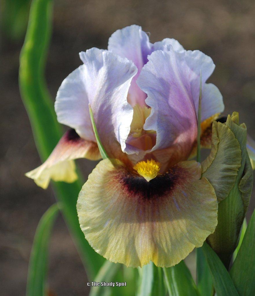 Photo of Arilbred Iris (Iris 'Eye to Eye') uploaded by lovemyhouse