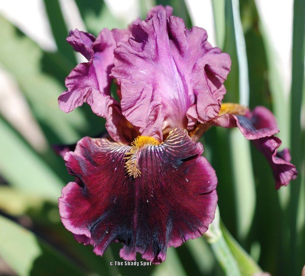 Photo of Border Bearded Iris (Iris 'Autumn Wine') uploaded by lovemyhouse