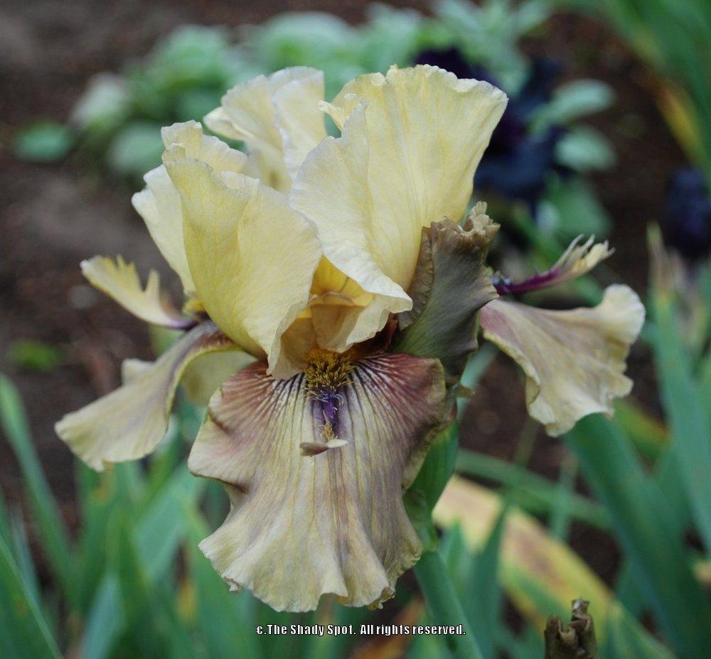 Photo of Tall Bearded Iris (Iris 'Thornbird') uploaded by lovemyhouse