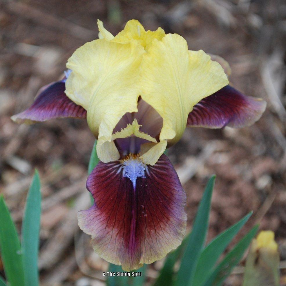 Photo of Standard Dwarf Bearded Iris (Iris 'Being Busy') uploaded by lovemyhouse