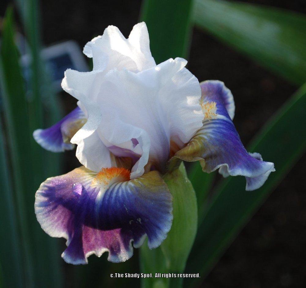 Photo of Intermediate Bearded Iris (Iris 'Dazzling') uploaded by lovemyhouse