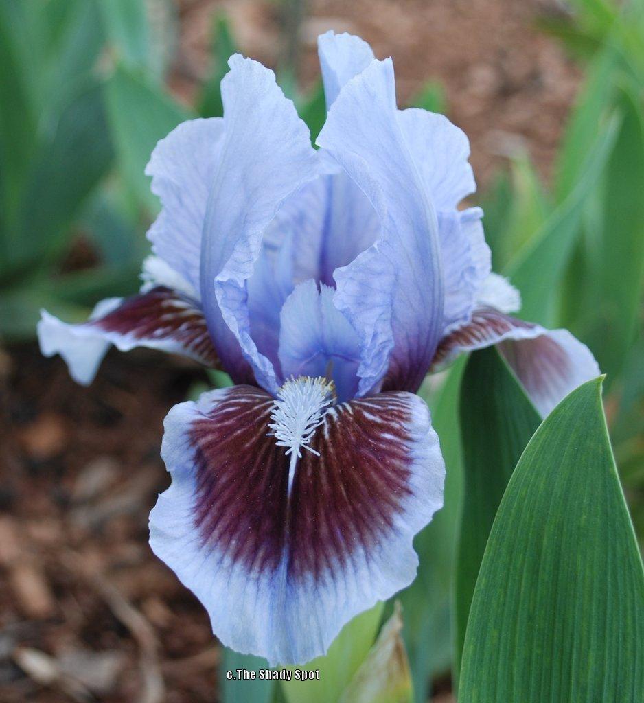 Photo of Standard Dwarf Bearded Iris (Iris 'Earth and Sky') uploaded by lovemyhouse