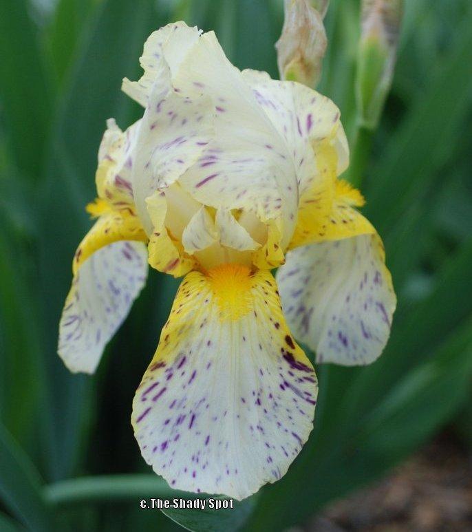 Photo of Border Bearded Iris (Iris 'Minnesota Mixed-Up Kid') uploaded by lovemyhouse