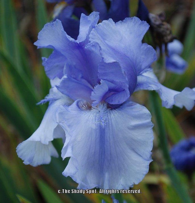 Photo of Tall Bearded Iris (Iris 'Bye Bye Blues') uploaded by lovemyhouse